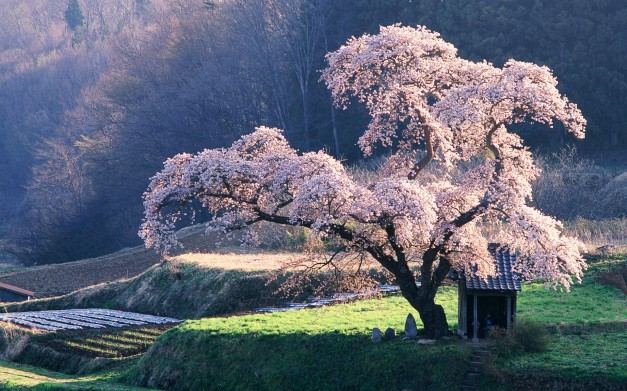 @ (Cherry Tree, Japan)